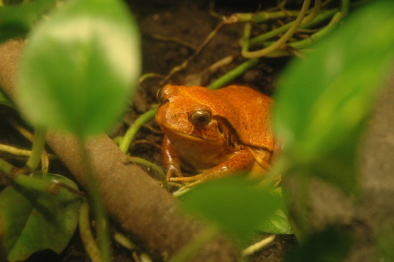 anorangefrog.jpg