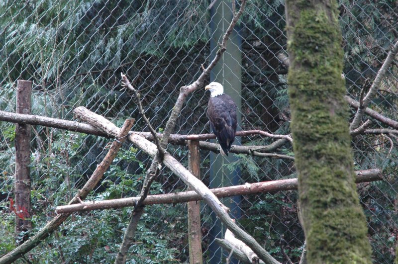 baldeagle.jpg