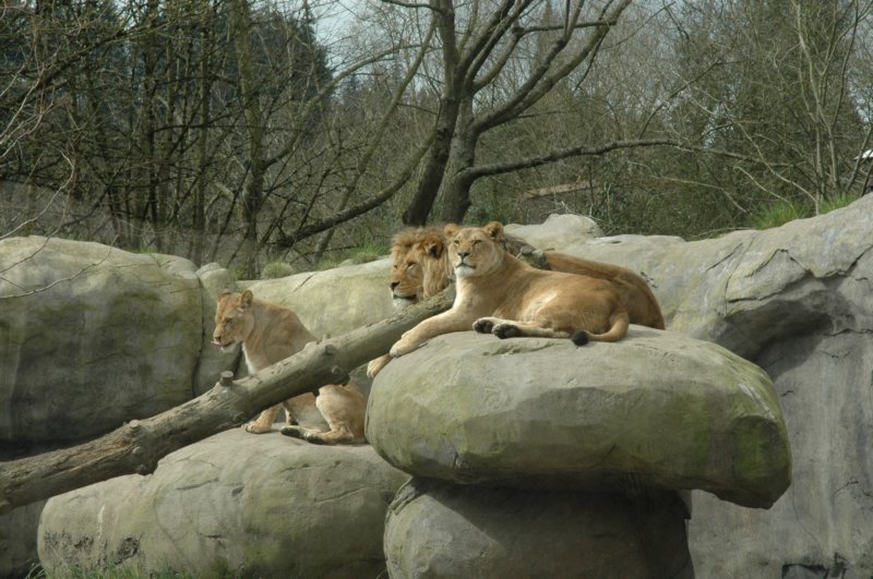 lions.jpg