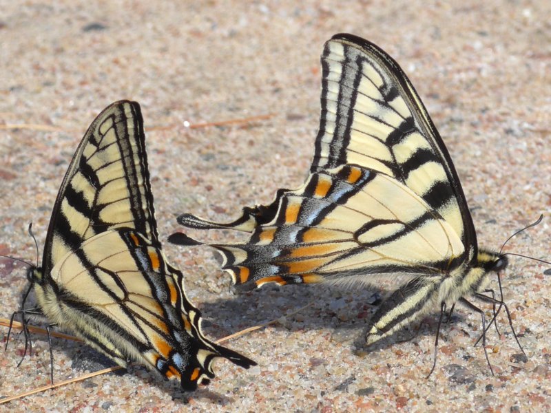 easterntigerswallowtails.jpg
