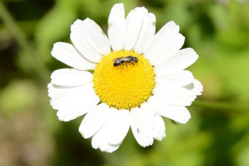 buganddaisy.jpg