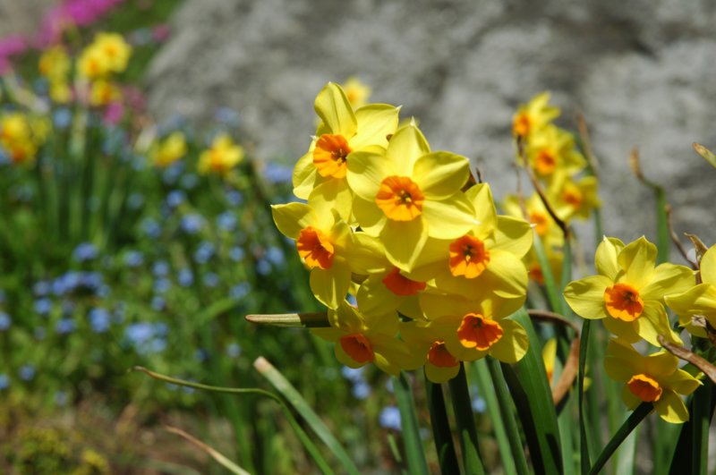 daffodils.jpg