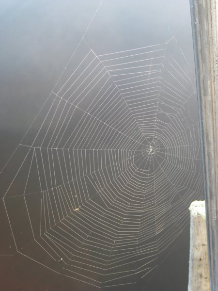 optimisticspider.jpg