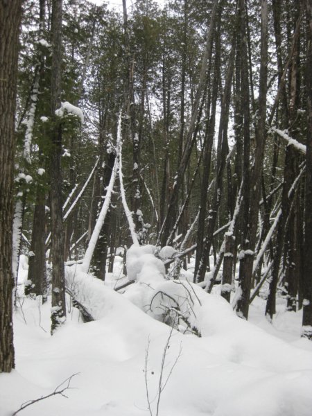 keiblersbackyard10.jpg